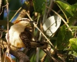 Soterrey Nuquirrufo, Chico Piojo, Salta Pinuela