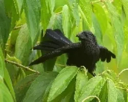 Groove-billed Ani