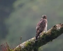 Buteo platypterus