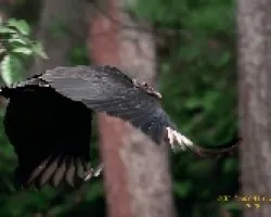 Black Vulture