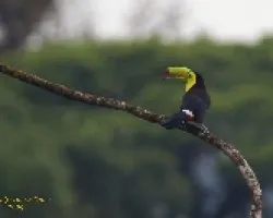 Keel-billed Toucan
