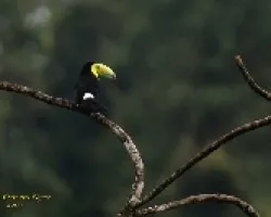 Keel-billed Toucan