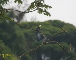Keel-billed Toucan