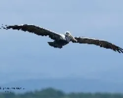 Brown Pelican