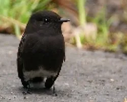 Black Phoebe