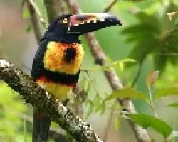 Collared Aracari