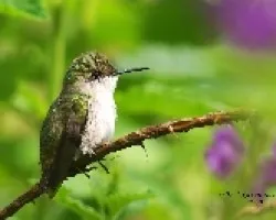 Snowcap