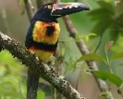 Collared Aracari