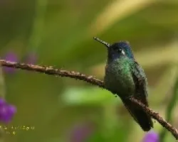 Violet-headed Hummingbird