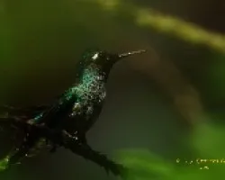 Heliodoxa jacula