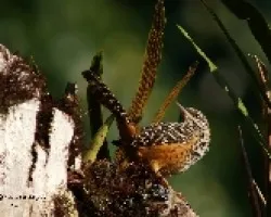 Banded-backed Wren
