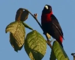 Crimson-collared Tanager