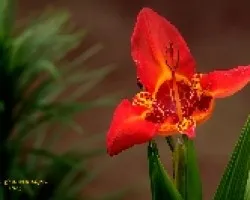Flor 1