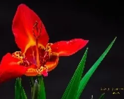 Flor 2