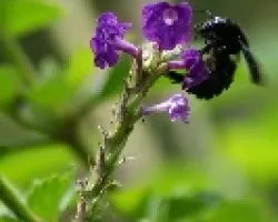Abejon en flor
