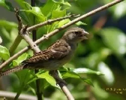 Passer domesticus - hembra