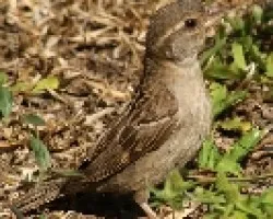 Passer domesticus - hembra 2