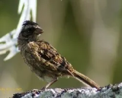 Zonotrichia capensis