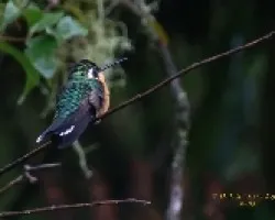 Purple-throated Mountain-gem
