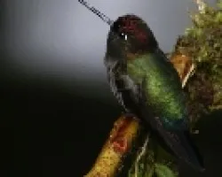 Green-fronted Lancebill