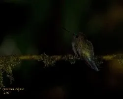 Green-fronted Lancebill