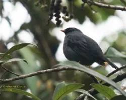 Black-faced Solitaire