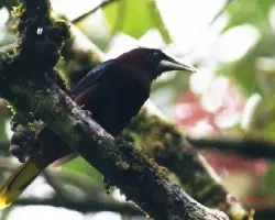 Chestnut-headed Oropendola