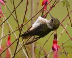 Volcano Hummingbird - HEMBRA