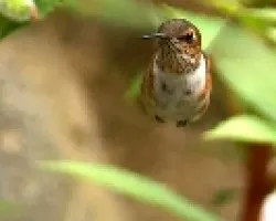 Scintillant Hummingbird - HEMBRA