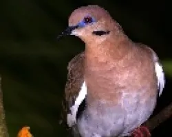 White-winged Dove