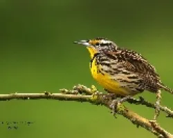 Eastern Meadowlark