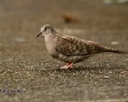 Columbina inca