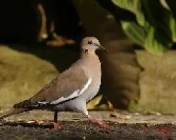 White-winged Dove