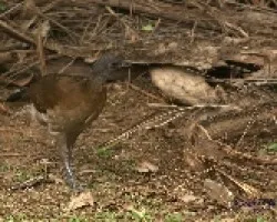 Gray-headed Chachalaca