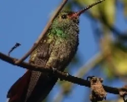 Rufous-tailed Hummingbird