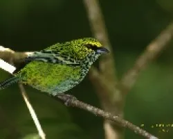 Speckled Tanager