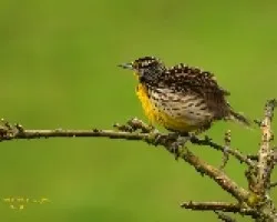 Eastern Meadowlark