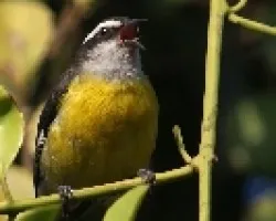Bananaquit