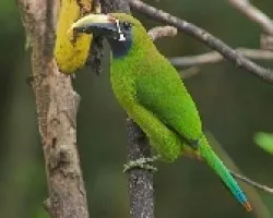 Aulacorhynchus prasinus