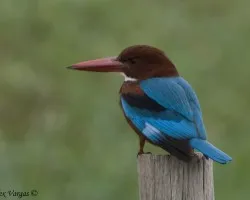 White-throated Kingfisher