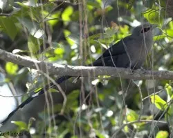Green-billed Malkoha 2
