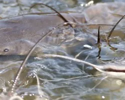 Thai Catfish