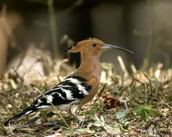 Eurasian Hoopoe