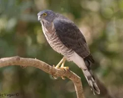 Besra