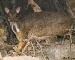Lesser Oriental Chervrotain