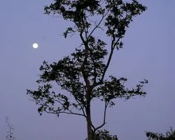 La Luna y el Arbol
