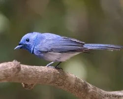 Black-naped Monarch