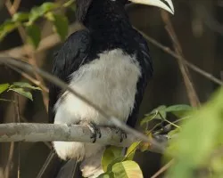Oriental Pied Hornbill