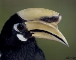 Hornbill - retrato