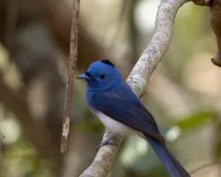 Black-naped Monarch 2